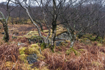 Fototapeta na wymiar Woodland / Trees and Rocks on Ardnamurch in Lochaber, Scotland. 25 December 2017.