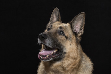 Portrait eines deutschen Schäferhundes