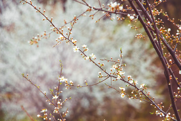 cherry branch with white flowers on a dark background, early spring_