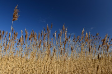 Common Reed grass, Jersey, U.K.
Wetland plant cut once a year for roof thatch.