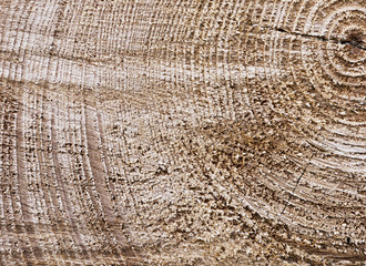 Surface of a cut tree trunk