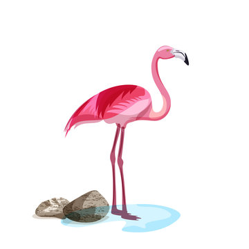 Tropical pink flamingo bird stands in water. Vector hand drawn illustration isolated on white background.