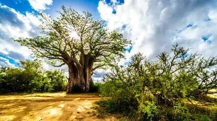 Zelfklevend Fotobehang Zon schijnt door een baobabboom in het Kruger National Park in Zuid-Afrika © hpbfotos
