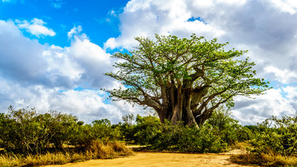 Naklejka premium Baobab Drzewo pod częściowo błękitnym niebem wiosną w Parku Narodowym Krugera w RPA