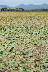 Obraz premium Many water lilies on water surface