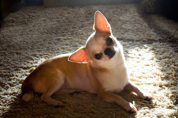 Chihuahua lies on a carpet