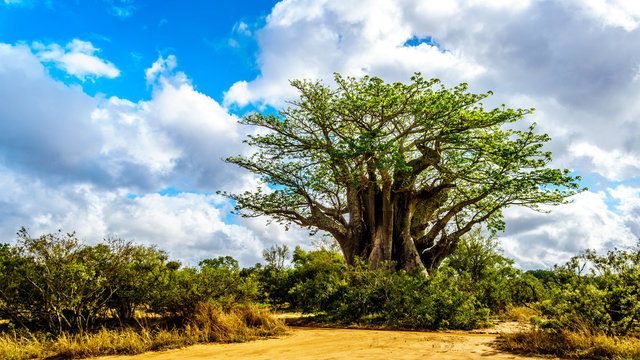 Baobab Tree under partly blue sky in spring time in Kruger National Park in South Africa