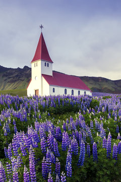 Lutheran Myrdal church surrounded by blooming lupine flowers, Vik, Iceland. © Ivan Kmit