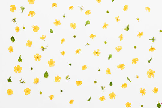 Fototapeta Yellow field flowers with green leaves pattern on white background, flat lay