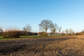 field with trees in winter