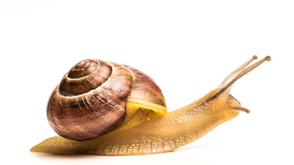 Snail side shoot on a bright white background