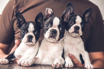 French bulldog puppies with their owner-
