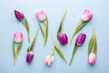 Pink and purple tulip flowers on blue background. Flat lay, top view.