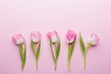 Pink tulip flowers on pink background. Flat lay, top view.