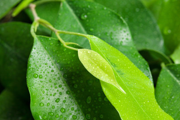 leaf background, nature