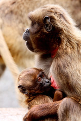 Baby monkey drinking milk