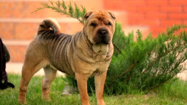 A sweet dog comes to the call of the owner