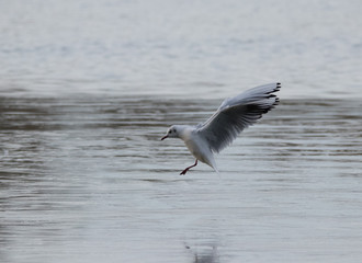 Coming home - black-headed gull