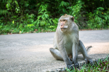 Monkey sitting on a road. Travel and tourism in Southeast Asia.