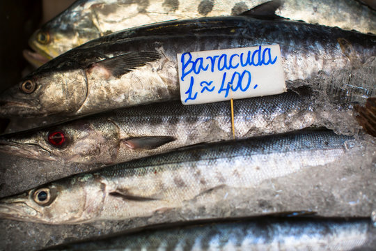 Barakuda with a price tag on the counter of the Thai market.