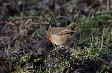 Fototapeta premium Robin looking for food