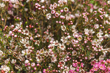 Many small white pink flowers background