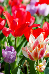 Glück, Lebensfreude, Frühlingserwachen, Auszeit, Leben: Buntes, duftendes Blumenfeld mit Tulpen m Frühling :)