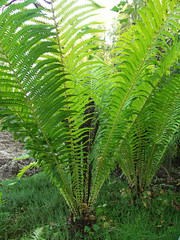 A young shrub of an ornamental paport with leaves and young shoots