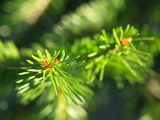 Naklejka na ściany i meble green branch of pine with needles in spring on a sunny day. close-up, blurred background
