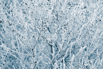 background of a branch covered with snow