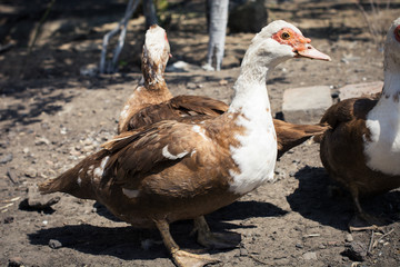 close up of brown Muscovy duck  in the summer in the village