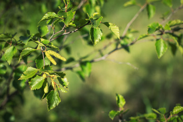 Catkins (buds) on a white birch tree in early spring against a background of green foliage and sunlight