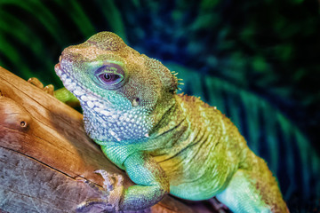 Iguana resting on a log
