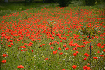 Poppy sea from wild red poppies with small walnut trees