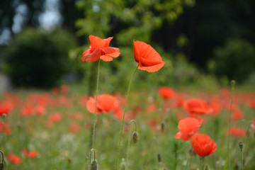 Two wild poppies in front on poppies field background