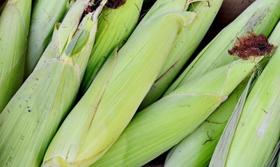 background freshly harvested organic corn 