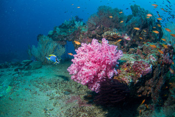 Naklejka na ściany i meble School of tropical fish on the colorful underwater coral reef. Scuba diving with sea wildlife. Snorkeling on the reef with fish. Sea lily, corals and anthias fish.