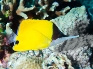 Close-up of a butterflyfish