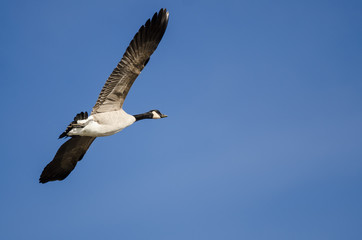 Lone Canada Goose Flying in a Blue Sky