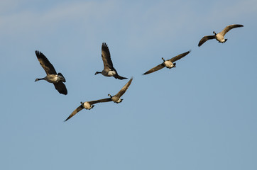 Flock of Canada Geese Flying in a Blue Sky