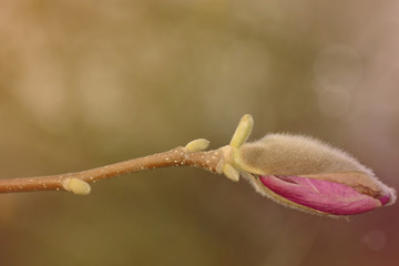 Magnolia bud closeup on a green blurred background