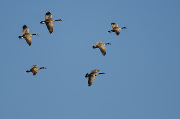 Flock of Canada Geese Flying in a Blue Sky
