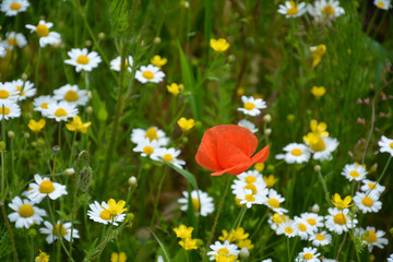 Wild red poppy among chamomiles and yellow flowers