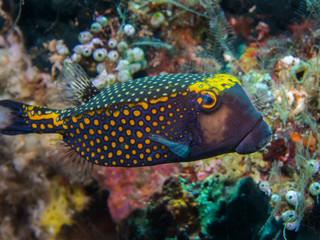 Male Spotted Boxfish