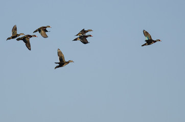 Flock of Wood Ducks Flying in a Blue Sky