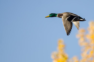 Male Mallard Duck Flying Past the Golden Autumn Trees