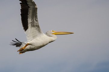 White American White Pelican Flying in a Blue Sky