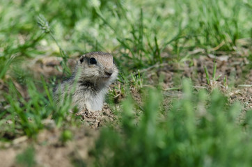 Alert Little Ground Squirrel Peeking Over the Edge of Its Home