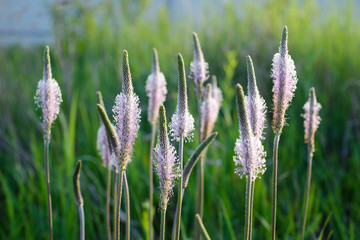blossoming grass family