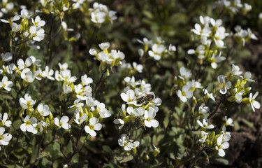 Small white flowers in the spring background. The plant is like a living rug